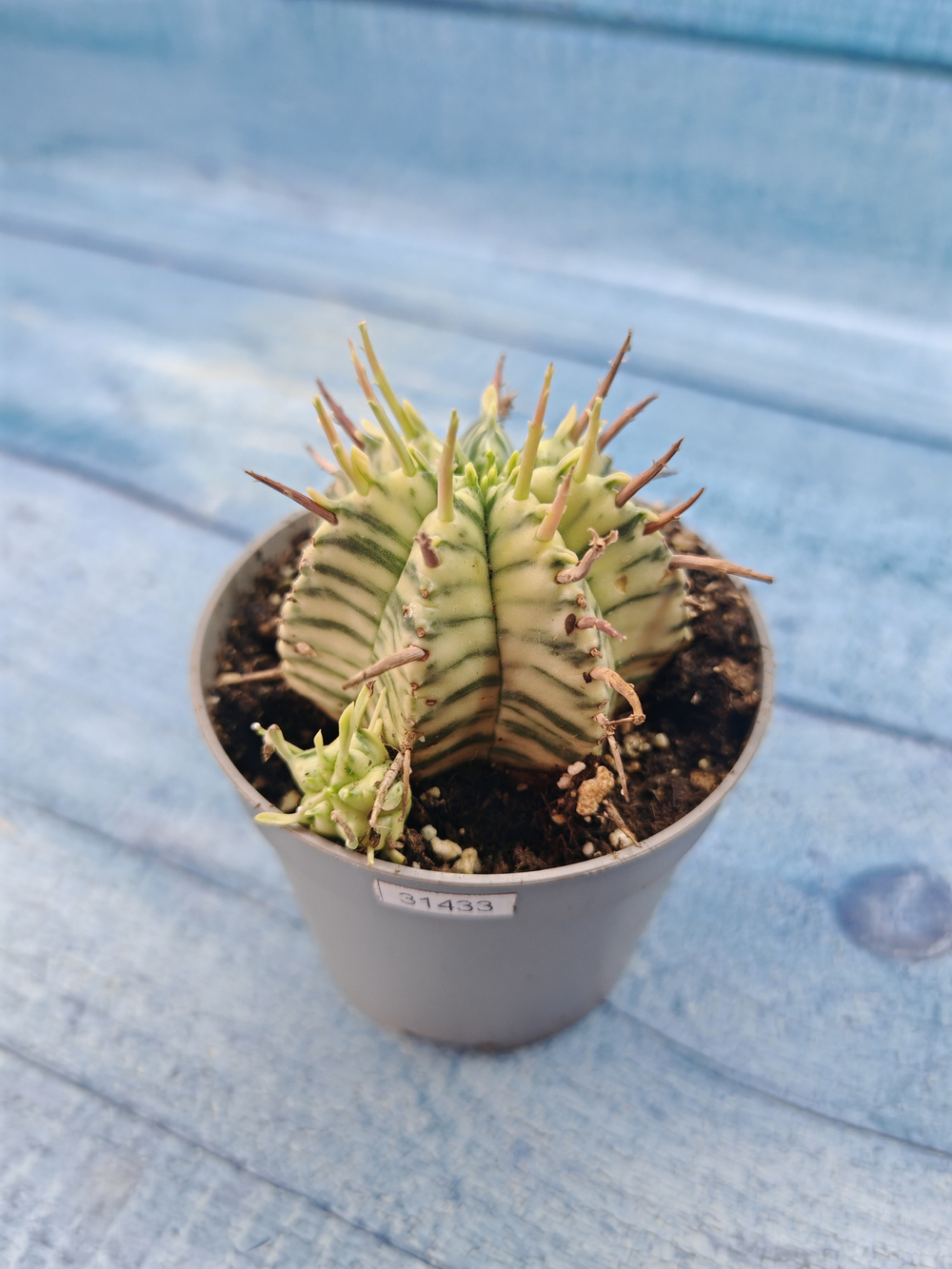 Euphorbia meloformis f. Variegated (Эуфорбия вариегатная)