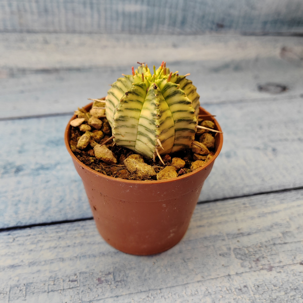 Euphorbia meloformis f. Variegated (Эуфорбия вариегатная)