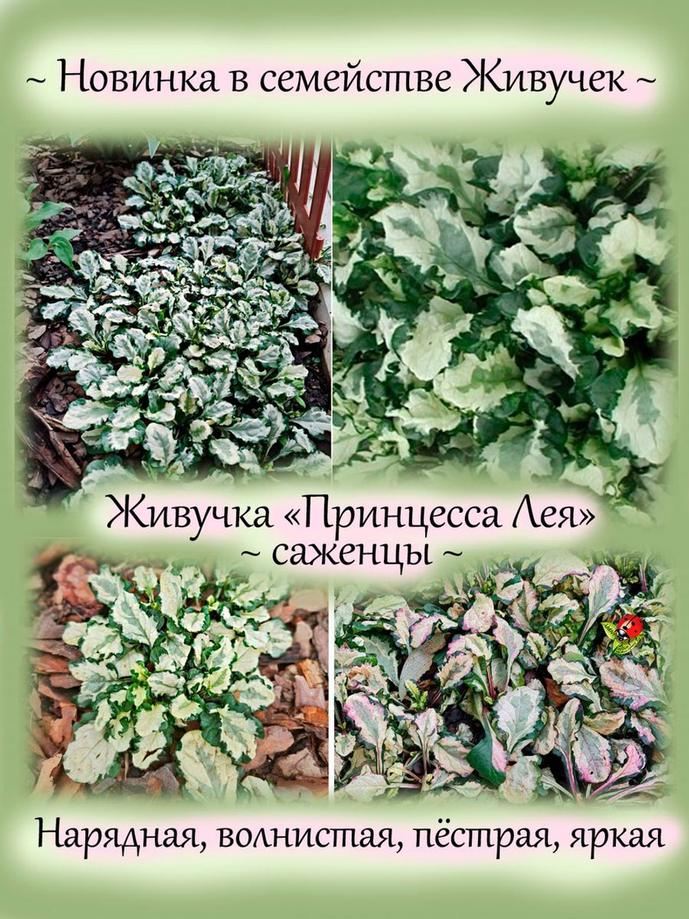 Живучка Принцесса Лея аюга многолетник