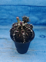 Gymnocalycium T-Rex Pink hybrid (Гимнокалициум T-rex)