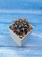 Gymnocalycium Borthii Nogolense (Гимнокалициум)