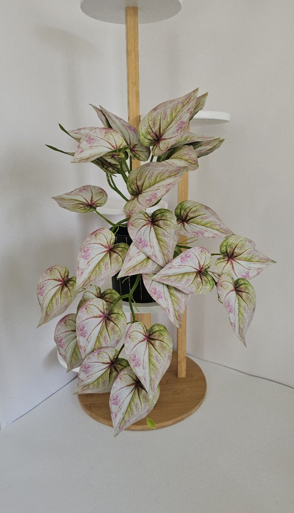 Калатея / Арт 4463