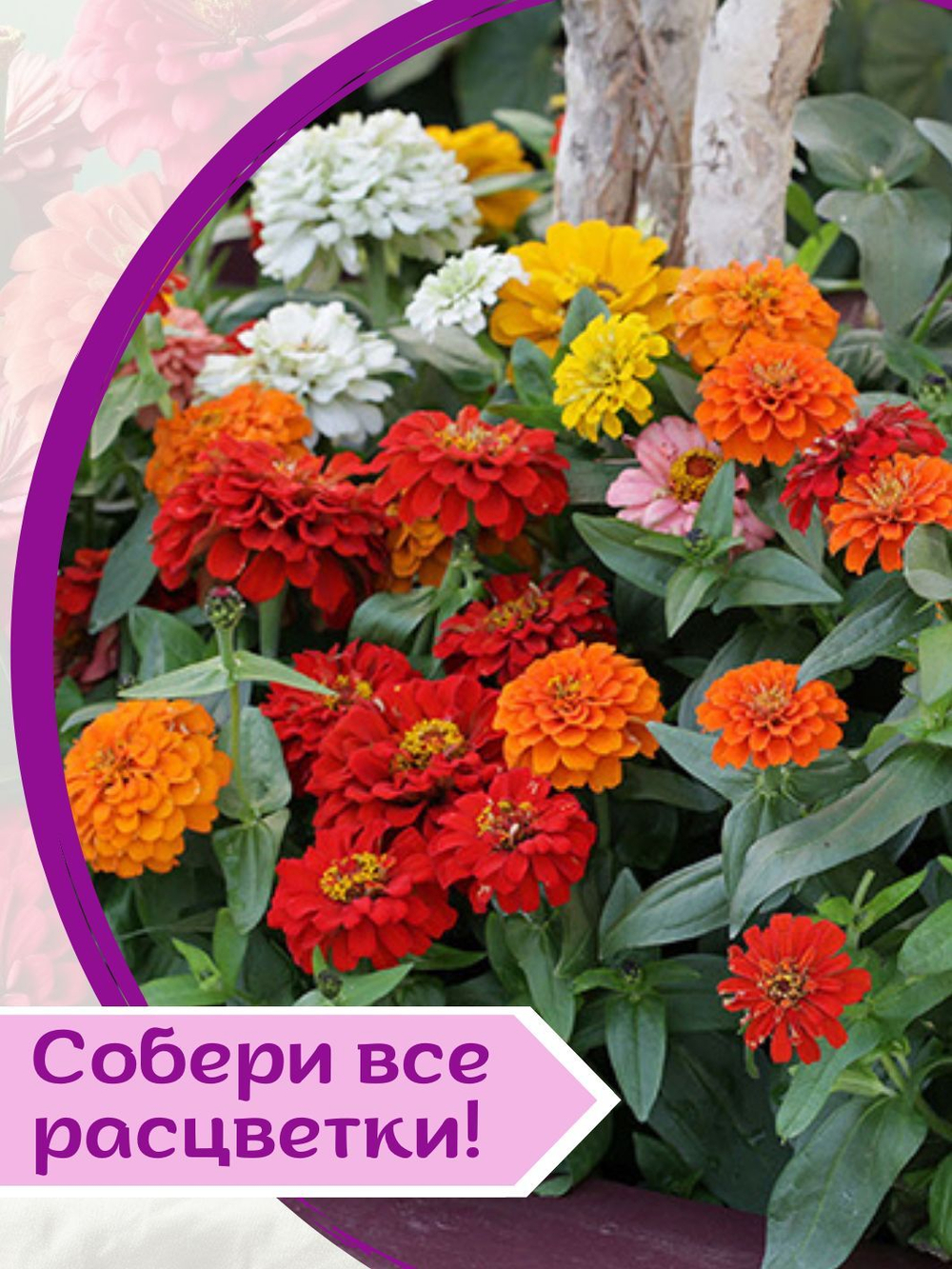 Семена Цинния низкорослая, кустовая, розовая Джульетта, семена Циния + торфяные таблетки Jiffy в подарок, 5 шт