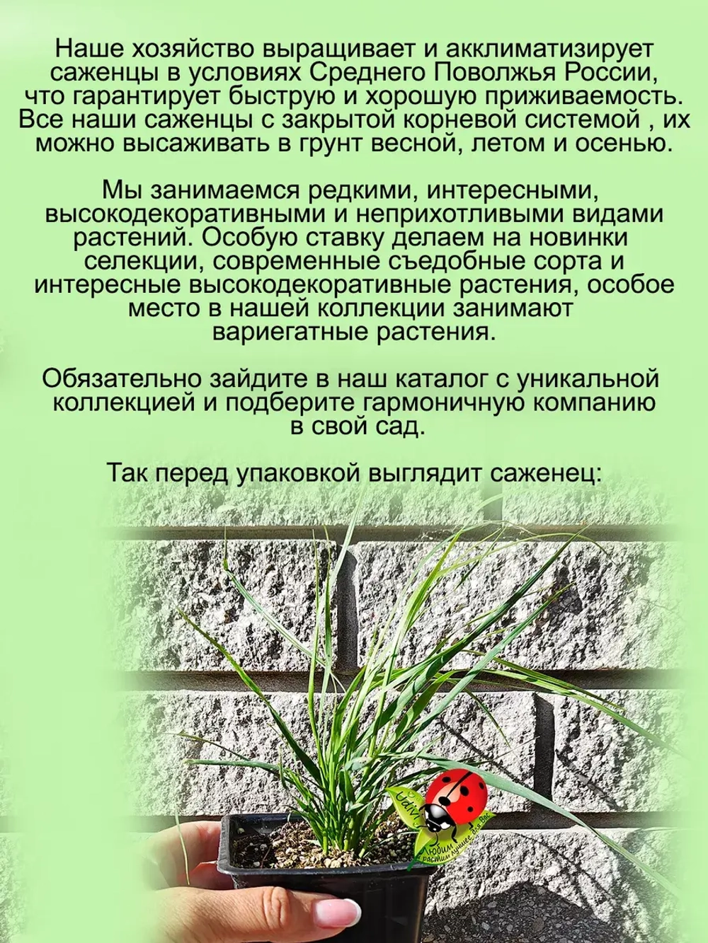 Злак Пампасная трава Вайт белая Кортадерия