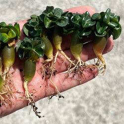 Адениум барашек (Adenium Arabicum DHA) семена 2 шт