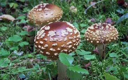 Пантерный королевский мухомор