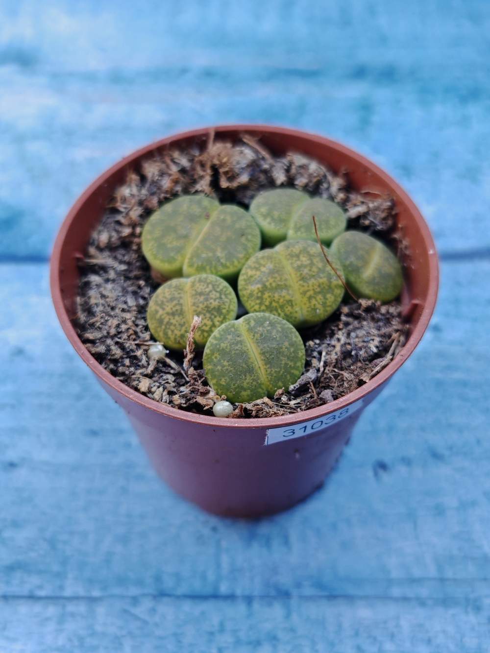 Lithops sp. (Литопсы)