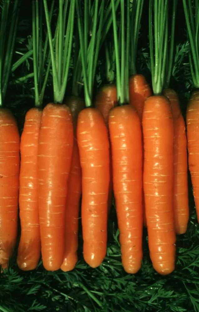 Морковь (Heirloom Rainbow Carrot)