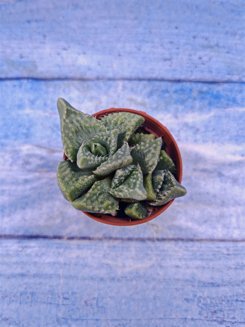 Faucaria Tuberculosa (Фаукария)