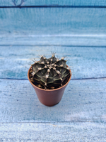 Gymnocalycium Friedrichii (Гимнокалициум)