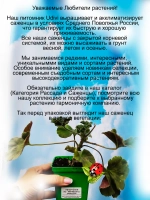 Пеларгония Ю Марлезон 2 розебудная