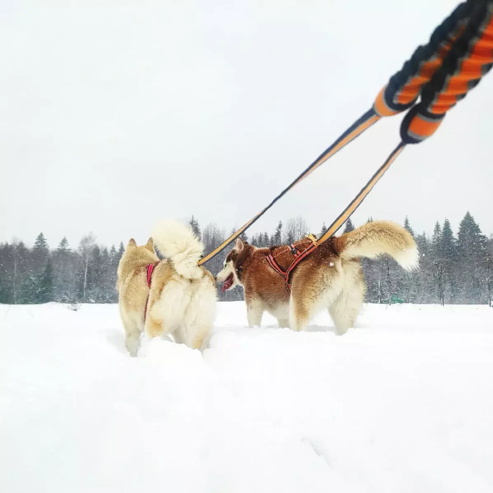 Потяг на 2 собаки White Wolf Спорт