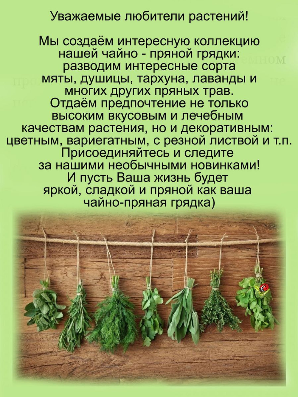 Душица Кент Бьюти ампельная пряность орегано