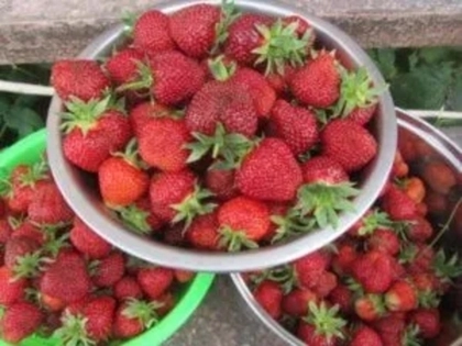 Клубника от Александра Васильева, 300 г