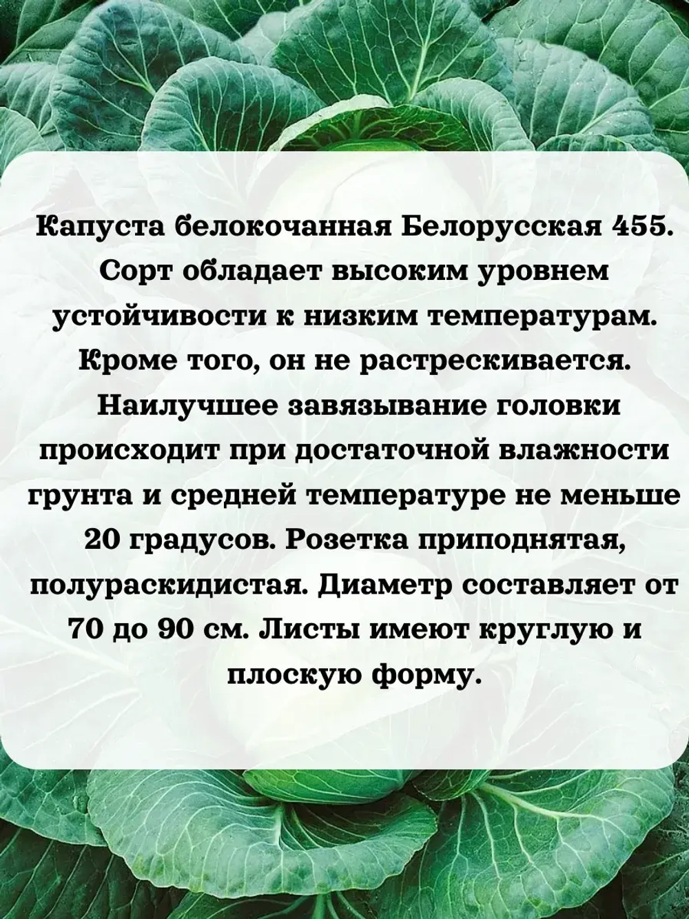 Семена капуста белокочанная Белорусская 455 5 гр