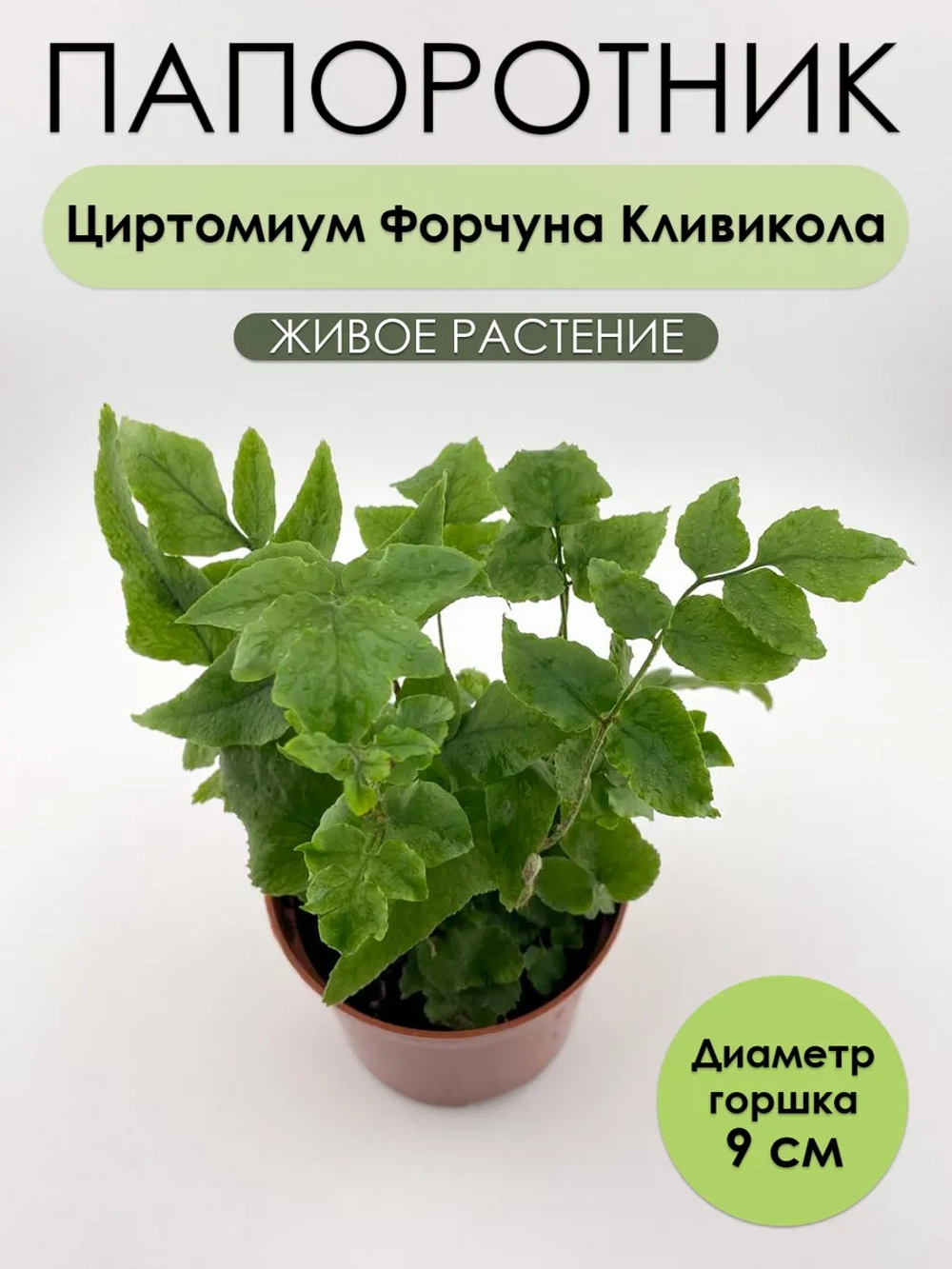 Циртомиум Форчуна Кливикола. Папоротник живой комнатный
