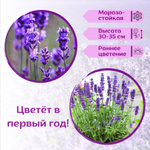 Лаванда белая морозостойкая, семена + торфяные таблетки Jiffy в подарок, 5 шт