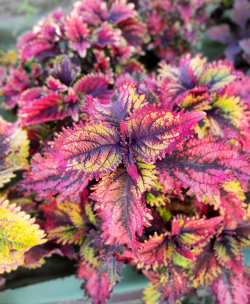 Sea Lily Тай колеус_Сейчас