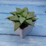 Haworthia Comptoniana Hybride hybrid (Хавортия)