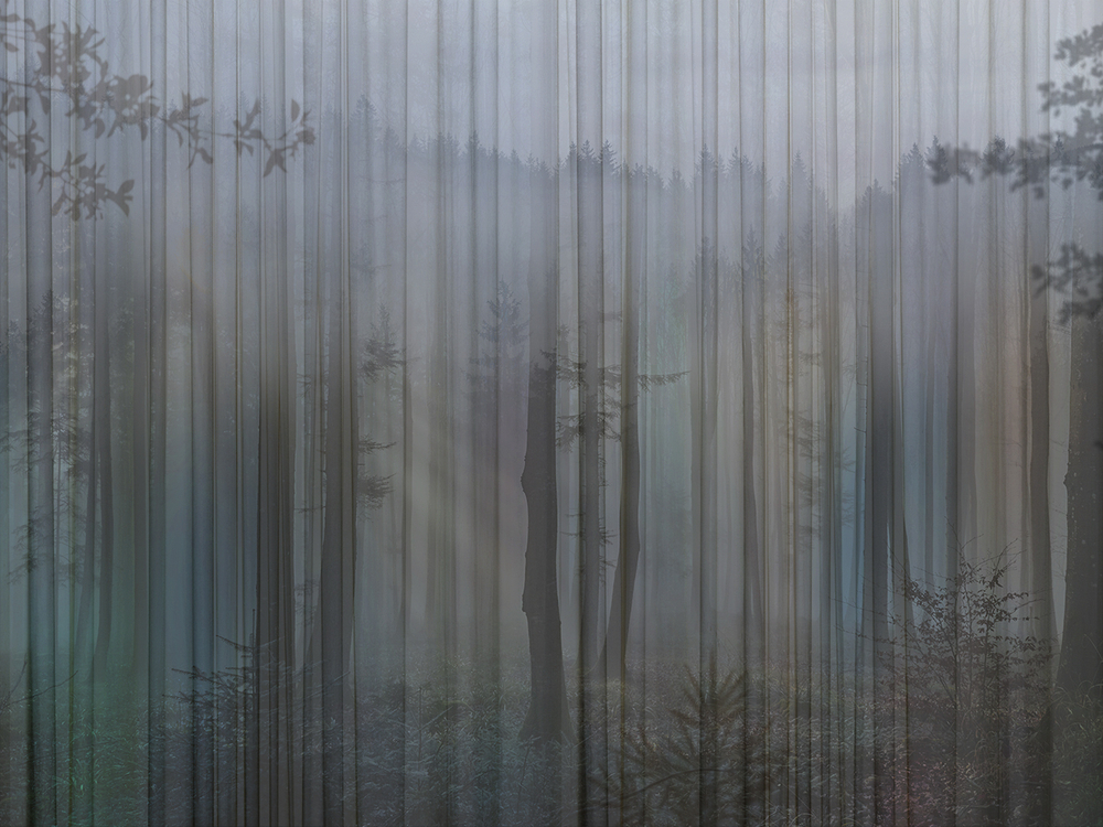 FORESTA 6
