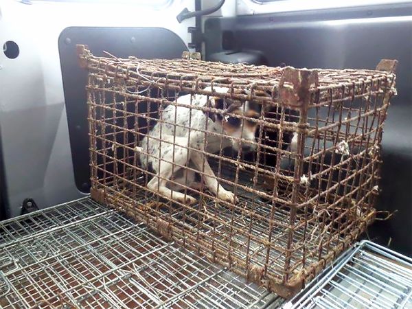 В Польше спасли собаку, которая жила в ржавой клетке