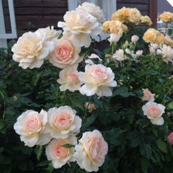 Чандос Бьюти (Chandos Beauty)