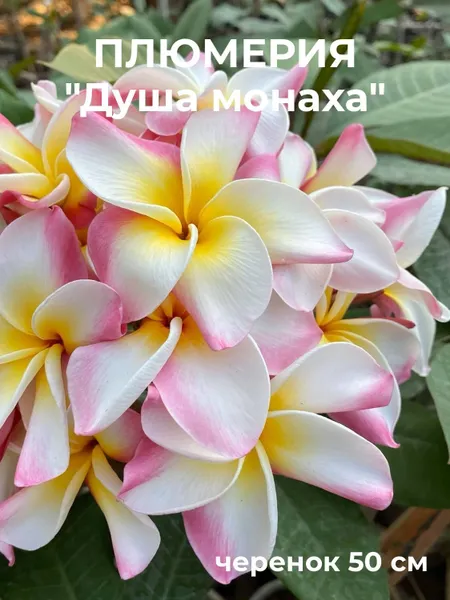 Плюмерия "Душа монаха" черенок 50 см