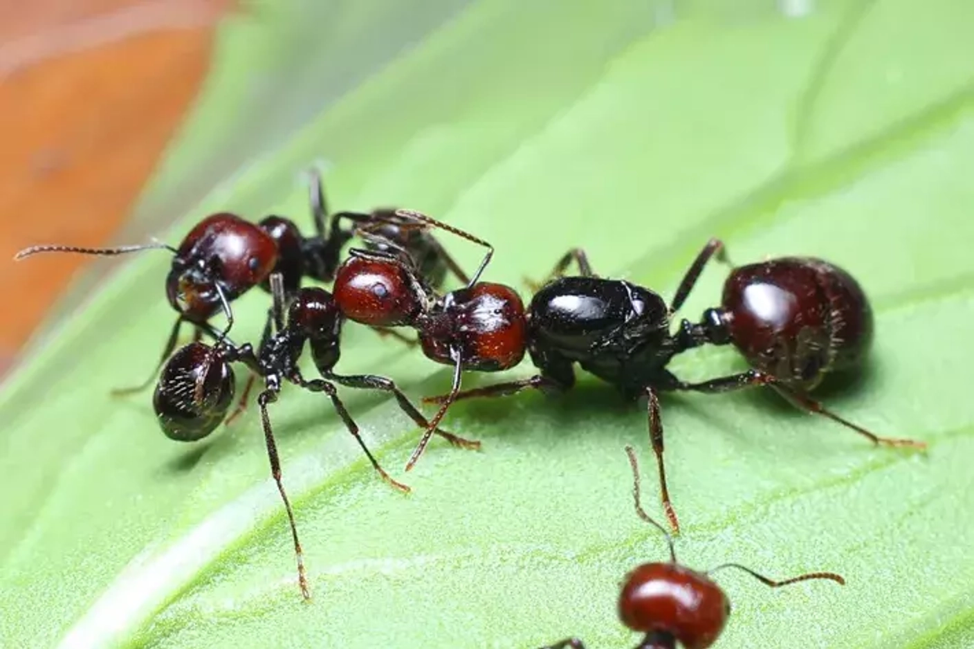 Messor barbarus: зерновые архитекторы подземных империй