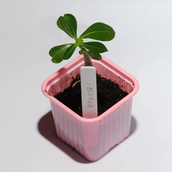 Adenium Obessum Touch Stone
