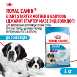 Royal Canin Giant Starter Mother & Babydog Джайнт Стартер Мазе энд Бебидог Корм для щенков гигантских пород в период первой фазы и отъема 4кг