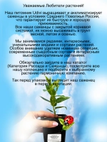 Дипладения Золото мадевилла