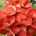 Эуфорбия Миля SAB SOMBOON RED (87)