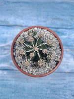 Astrophytum Myriostigma "Hakujo Fukuryu" (Астрофитум)