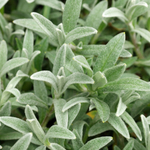 Ясколка биберштейна. Cerastium biebersteinii.