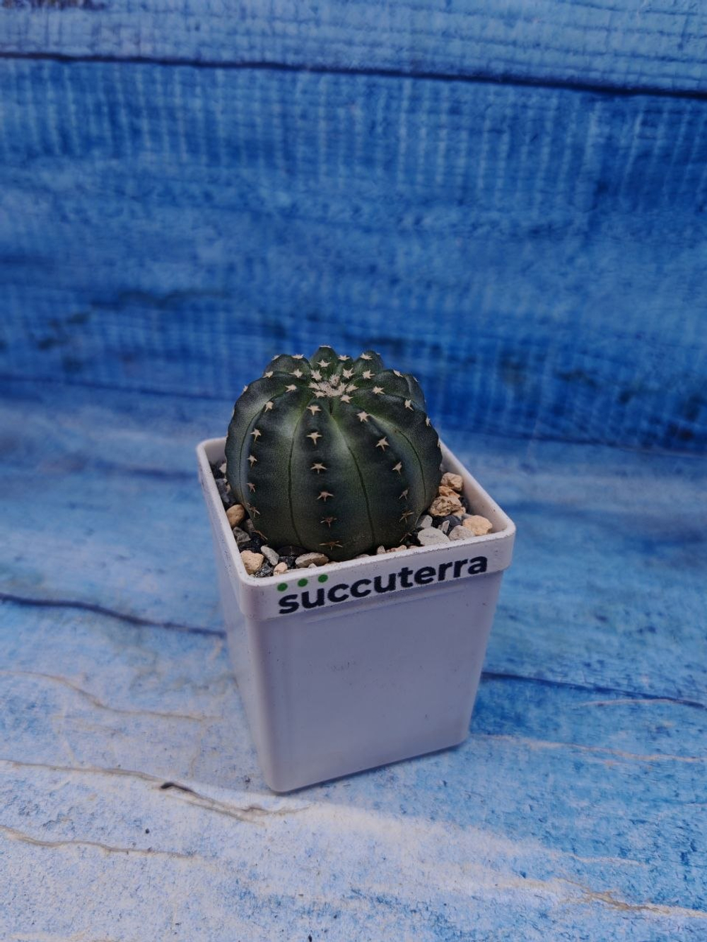 Echinocereus Pulchellus venustus (Эхиноцереус)