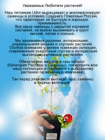 Клематис Цыганская Королева Джипси Куин постоянноцветущий