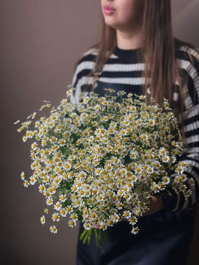 Ромашка (матрикария)