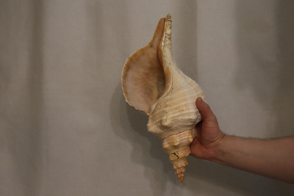 Раковина Плеуроплока гигантея (Pleuroploca gigantea) 1 шт., 42 см