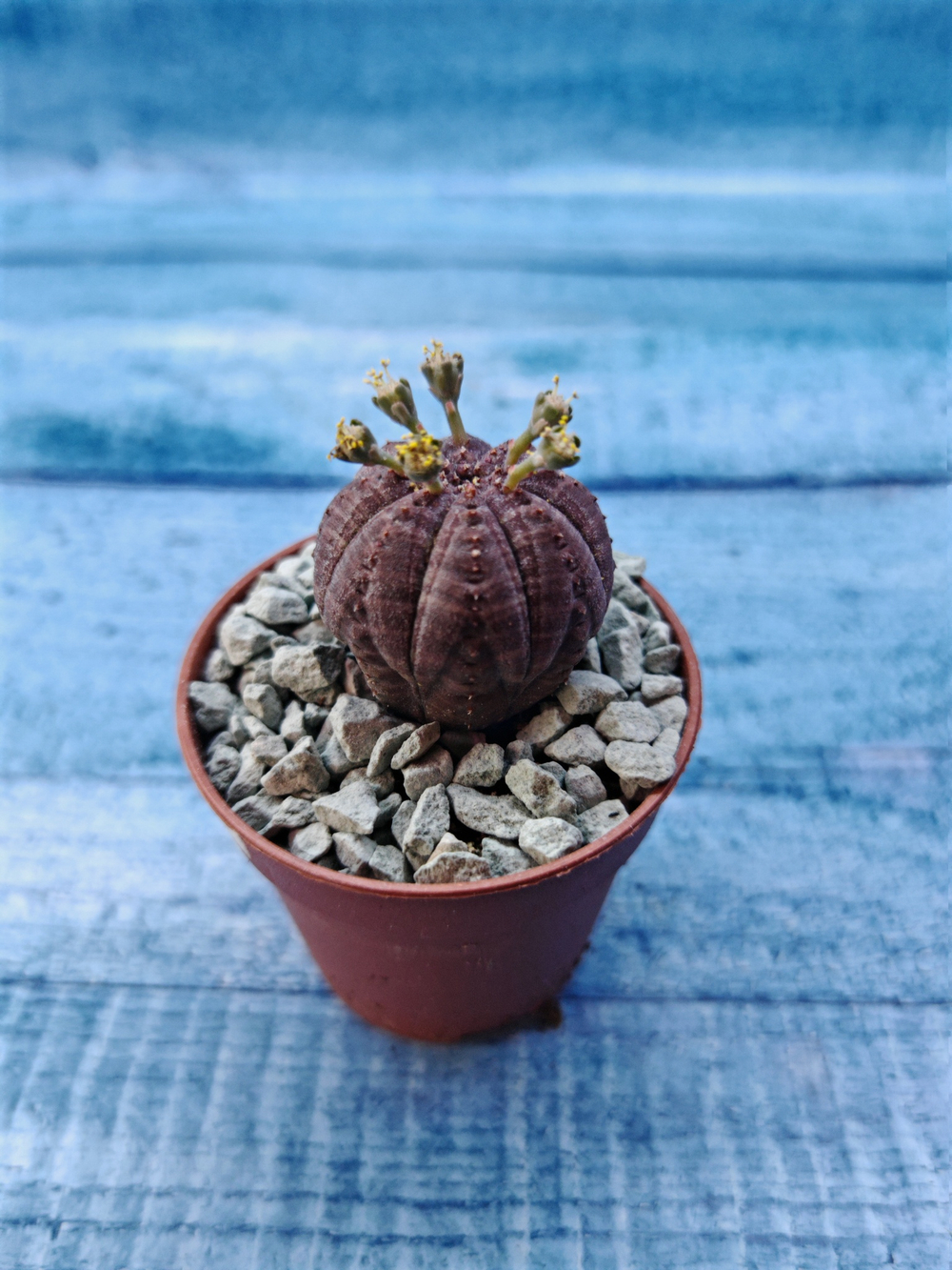 Euphoria Obesa (Эуфорбия)