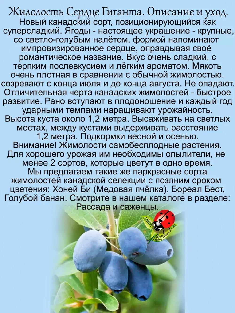 Жимолость Сердце Гиганта канадская поздняя сладкая