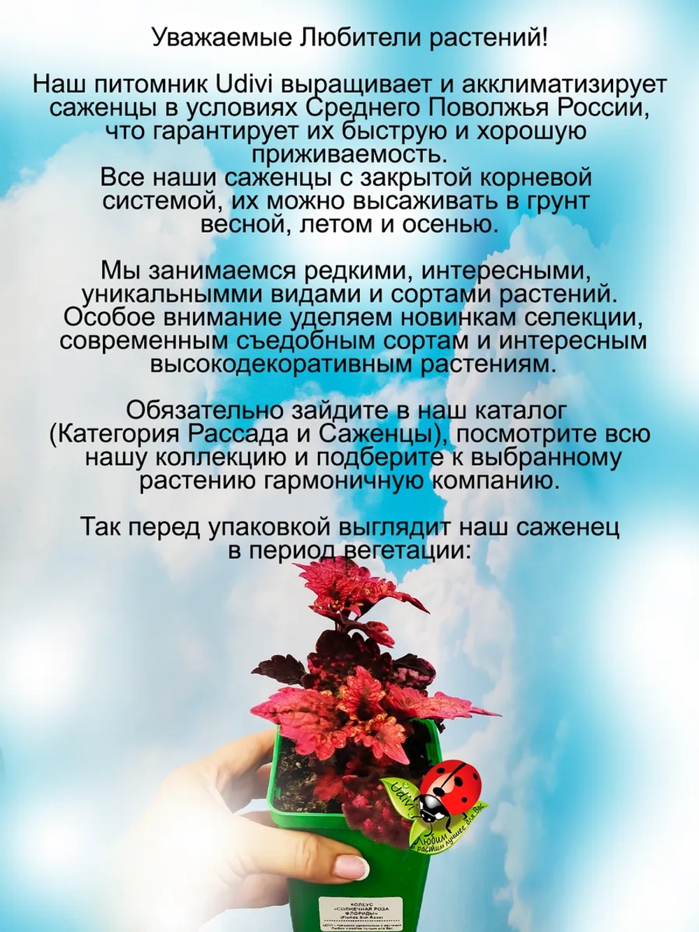 Колеус Солнечная роза Флориды Флорида сан Розе