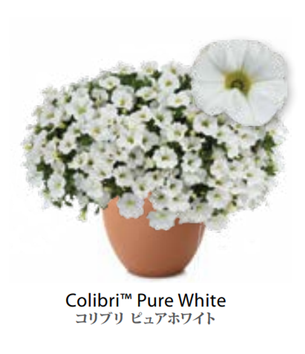 ЕВРО неукор Калибрахоа COLIBRI Pure White НЕукоренный черенок (срезы) НОЯБРЬ поставка 3