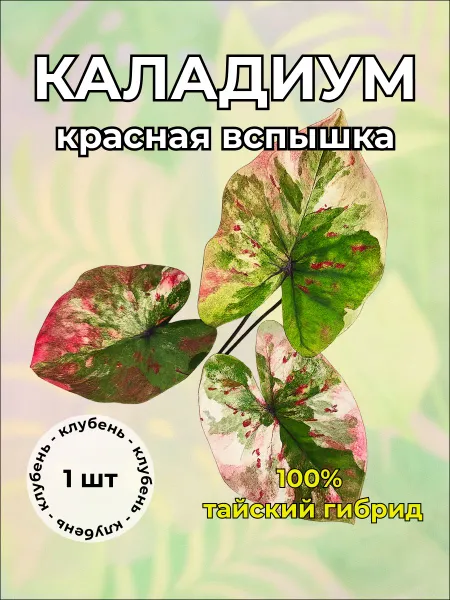 Каладиум "Красная вспышка" клубень — живое растение