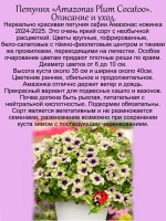 Петуния Амазонас Плам Кокату вегетативная