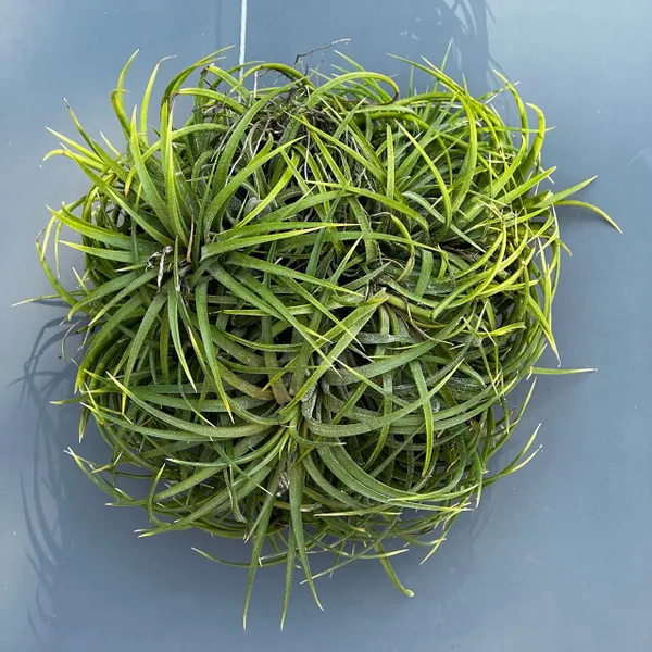 Тилландсия Ионанта Ionantha "Druid" шар