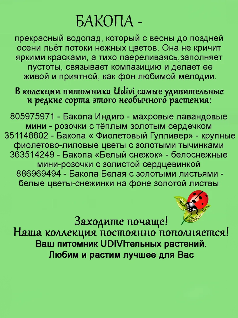 Бакопа Белая с золотыми листьями Вайт Голден Ливес