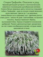 Спирея Грефшейм серая обильноцветущая кустарник