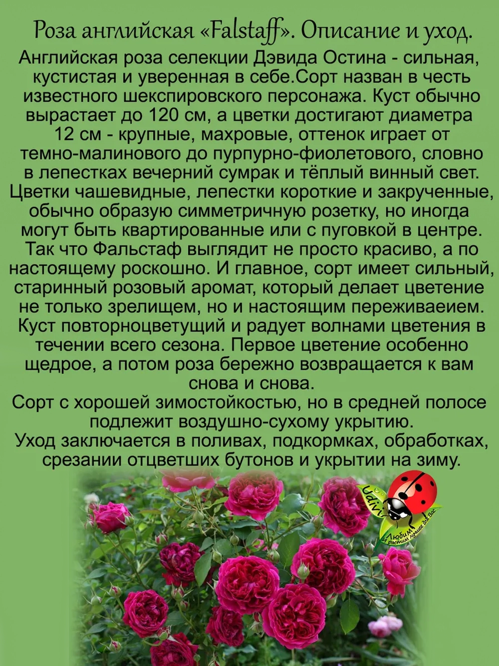 Роза Фальстаф английская пурпурная