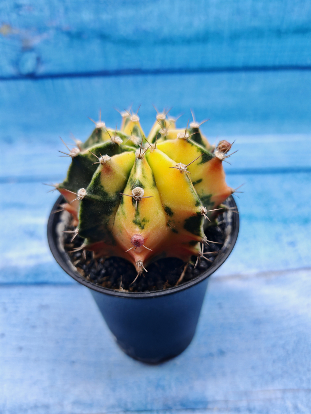 Gymnocalycium Variegata (Гимнокалициум Вариегатный)