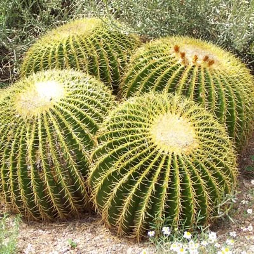 Echinocactus Grusonii (Эхинокактус Грузони)